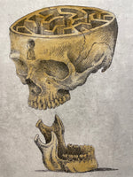 Modern Anatomy