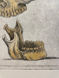 Modern Anatomy